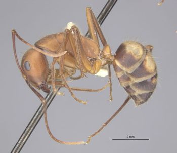 Media type: image;   Entomology 21481 Aspect: habitus lateral view